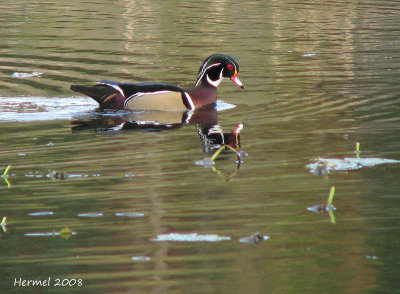 Canard branchu - Wood Duck