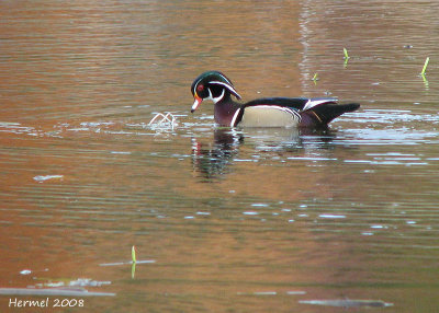 Canard branchu - Wood Duck