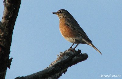 Merle d'Amrique - American Robin