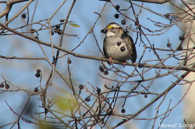 Bruant  gorge blanche - Whithe-throated Sparrow
