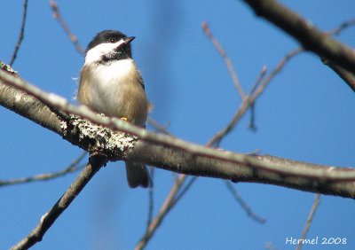 Mésange à calotte noire - Black-capped Chickadee