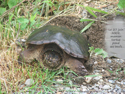Tortue serpentine,bébé - Baby snapping turtle