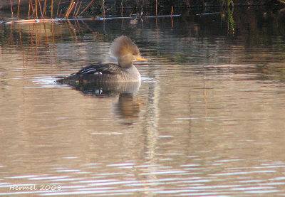 Harle couronn - Hooded Merganser