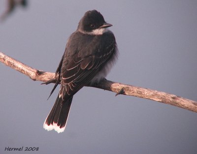 Tyran tritri - 2008 - Eastern Kingbird