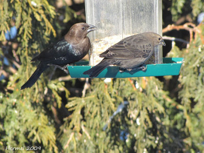 Vacher à tête brune - Brown-headed Cowbird