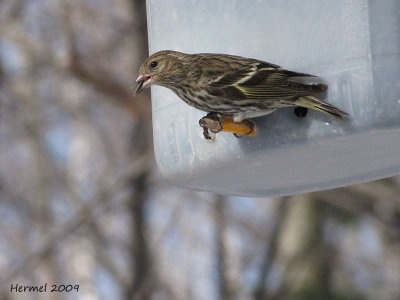 Tarin des pins - Pine Siskin