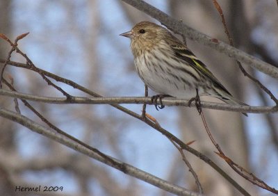 Tarin des pins - Pine Siskin