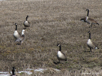 Bernache du Canada - Oie des neige - Canada Goose - Snow Goose