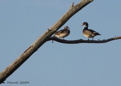 Canard branchu -  Wood Duck