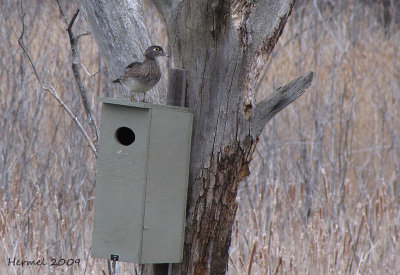 Canard branchu - Wood Duck