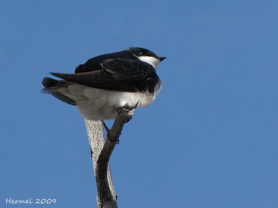 Hirondelle bicolore - Tree Swallow