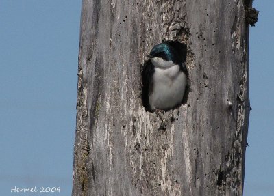 Hirondelle bicolore - Tree Swallow