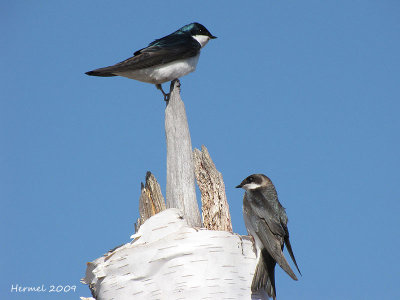 Hirondelle bicolore - Tree Swallow