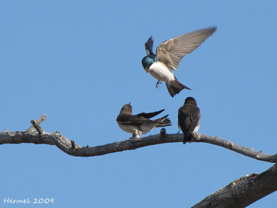 Hirondelle bicolore - Tree Swallow