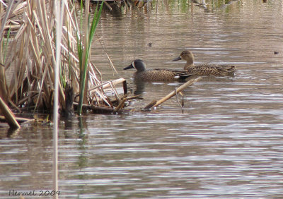 Sarcelle à ailes bleues - Blue-winged Teal