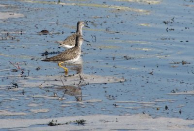 Petit Chevalier - Lesser Yellowlegs