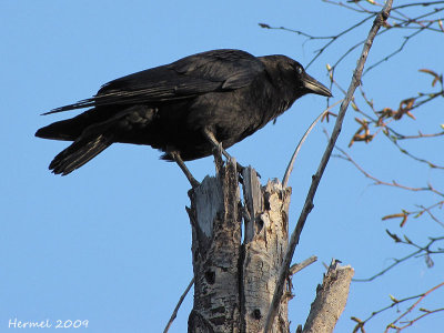 Corneille d'Amrique - American Crow