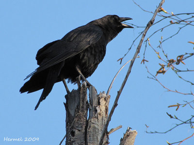Corneille d'Amrique - American Crow