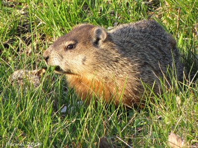 Marmotte - Ground Hog