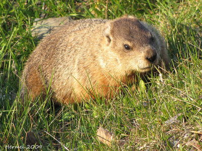 Marmotte - Ground Hog