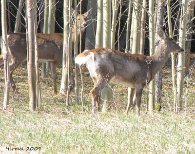 Chevreuil(Cerf de Virginie) - Deer