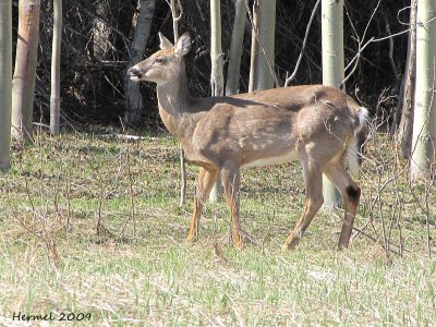 Chevreuil(Cerf de Virginie) - Deer