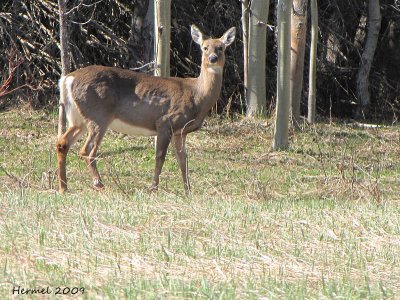 Chevreuil(Cerf de Virginie) - Deer
