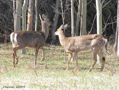 Chevreuil(Cerf de Virginie) - Deer