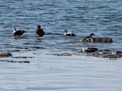 Eider à duvet - Common Eider