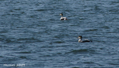 Eider  duvet - Common Eider