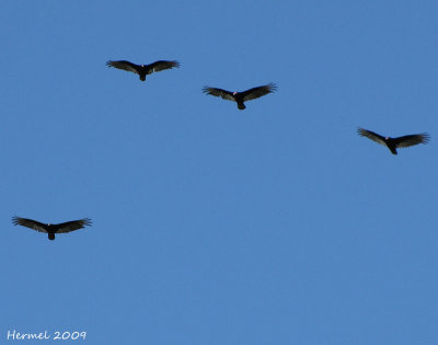Urubu à tête rouge - Turkey Vulture