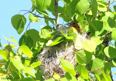 Oriole de Baltimore - Baltimore Oriole