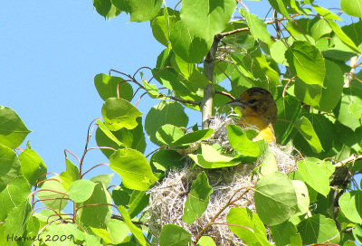 Oriole de Baltimore - Baltimore Oriole