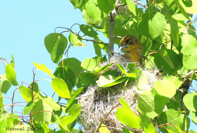 Oriole de Baltimore - Baltimore Oriole