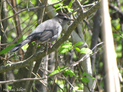 Moqueur-chat - Gray Catbird