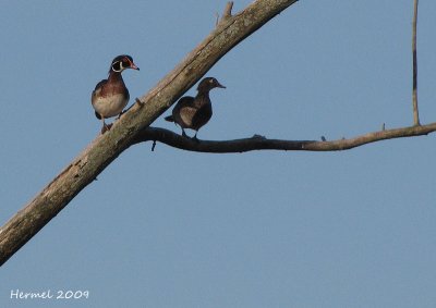 Canard branchu -  Wood Duck