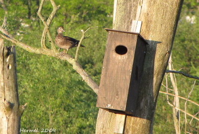 The male is waiting while the female has three tries at entering the nest!
