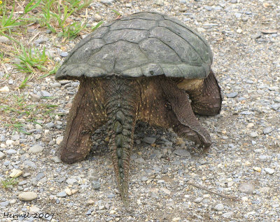 Tortue serpentine - Snapping Turtle