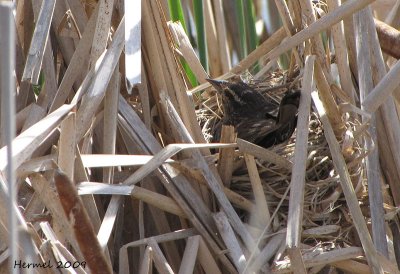 Carouge sur le nid - Red-winged Blackbird on the nest