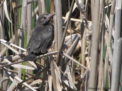 Bb Quiscale - Baby Common Grackle