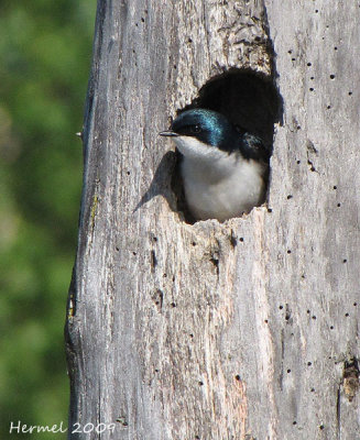 Hirondelle bicolore - Tree Swallow