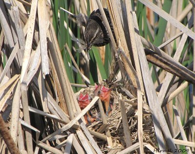 Carouge  paulettes - Red-winged Blackbird