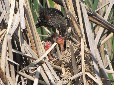 Carouge  paulettes - Red-winged Blackbird