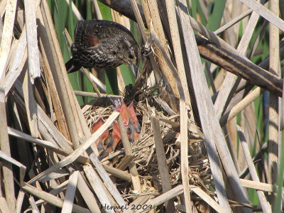 Carouge  paulettes - Red-winged Blackbird