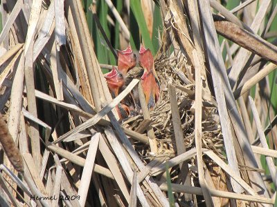 Carouge  paulettes - Red-winged Blackbird