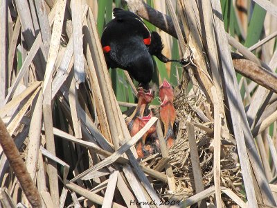 Carouge  paulettes - Red-winged Blackbird