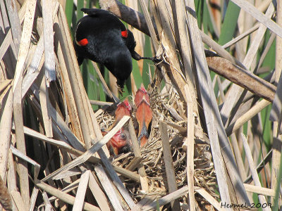 Carouge  paulettes - Red-winged Blackbird