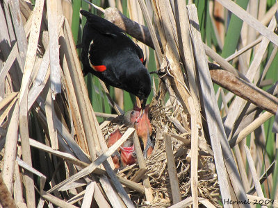 Carouge  paulettes - Red-winged Blackbird