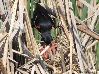 Carouge  paulettes - Red-winged Blackbird