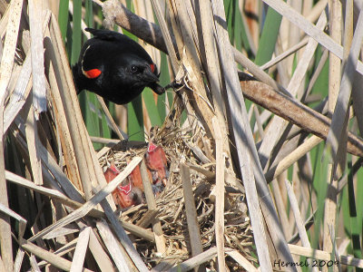 Carouge  paulettes - Red-winged Blackbird